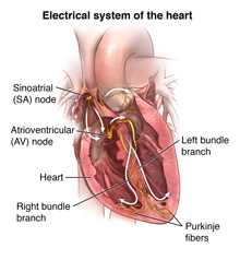 Anterior cut of heart showing normal, healthy heart and conduction system with arrows